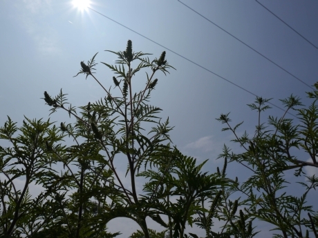 Ragweed
